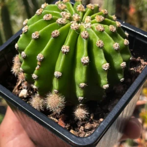 E. Oxygana