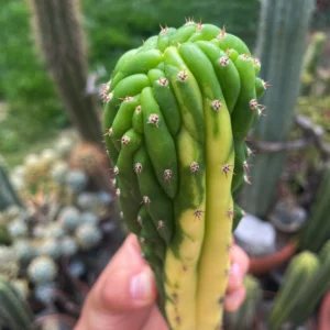 'Dr. Funkenstein' Variegated Crest Cutting