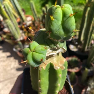 'El Serpiente' T. Bridgesii Monstrose Graft