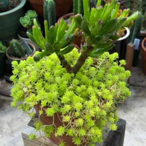 Succulents in Terracotta ‘Ogre Ear Jade’ and ‘Tokyo Sun’ Sedum