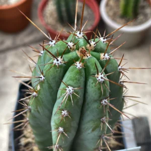 ‘Serra Blue’ Peruvianus Clone Rooted Tip