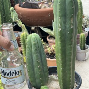 ‘Hugh’ T. Pachanoi Rooted Stump w/ 3 pups